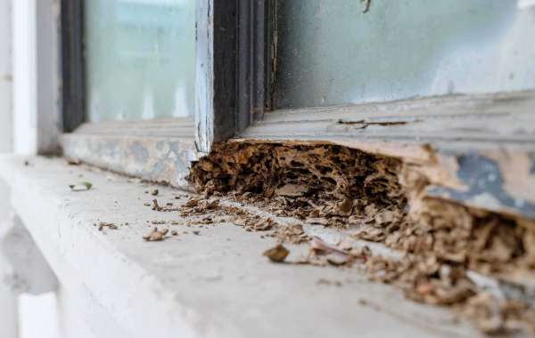 A Comprehensive Guide to Termite Inspection in the USA