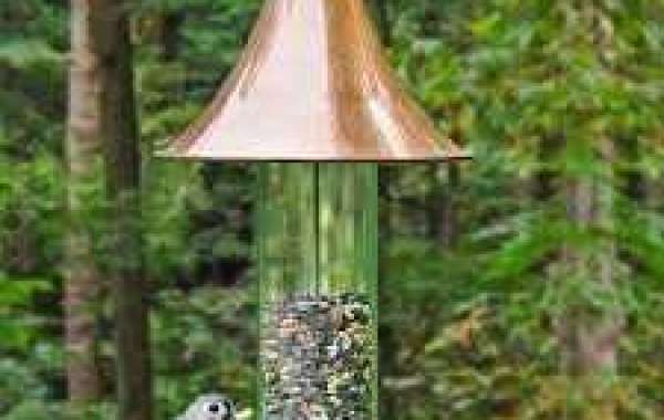 How Bird Feeder Cameras Can Improve Your Birdwatching