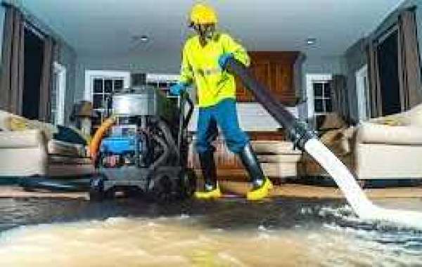 The Ultimate Guide to Mold Removal in Idaho Falls