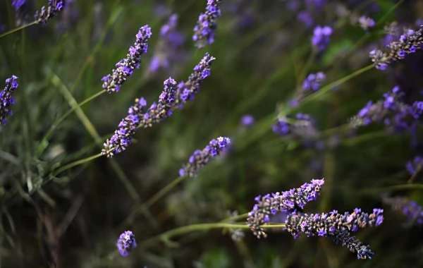 A Complete Guide to Growing Lavender in Texas